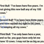 Three Bulls on the Ranch