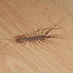 Reasons Not To Kill A House Centipede If You Find One Inside Your House