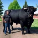 He Recently Spent $6.5k On A Young Registered Black Angus Bull