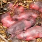 Farmer found newborn “puppies” in a field: after a while it dawned on him that they are not puppies!