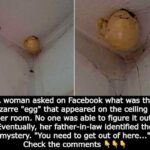 A woman asked on Facebook what was the bizarre “egg” that appeared on the ceiling of her room