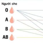 Nếu mang trong người nhóm máu O, bạn nhất định phải biết điều này để giữ lấy m:ạng s:ống của mình