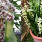 Tổ Tiên dặn kỹ: ‘Trước cửa có 5 bông hoa, không giàu cũng có của ăn của để, 3 đời hưởng phúc’