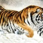 3 tuổi cẩn thận mồm miệng kẻo dính thị phi, tài lộc tình duyên lao dốc trong 100 ngày tới