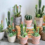 4 loại cây ‘âm thịnh dương suy’: Đừng dại rước vào nhà kẻo quanh năm nghèo túng, vận xui đeo bám