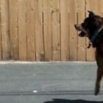 My Dog Lunges at Every Dog We Pass