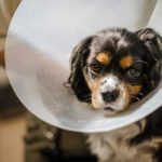 Dog Licking Bandage Constantly — Is This Dangerous?