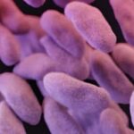 Drug-resistant superbugs’ spread surging, World Health Organization warns