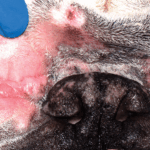 My Dog’s Skin Turns Pink After Walks — Is This Normal or a Sign of Something Wrong?
