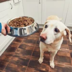 My Dog Refuses Dry Food Suddenly — Should I Be Worried?