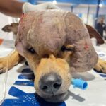 Stray dog found with 4-pound tumor on his head gets life-saving surgery