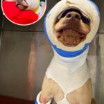 Buddy was cruelly set on fire and strangled with an extension cord – but look at him today