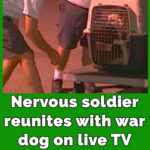 Nervous soldier reunites with war dog on live TV – opens cage and sees if she still remembers him