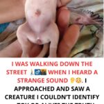 I was walking down the street when I heard an unexpected sound. I approached and saw a strange creature. I couldn’t tell if it was a living thing or a toy, but the truth shocked me.
