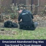 Kind Person From Ohio Found A Pup Who Was Starving For Days, So She Intervened