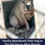 Family Abandoned Their Dog In The Old House After Moving To Pennsylvania