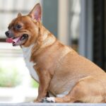 Sudden Dog Weight Gain With Low Activity — What Could Be Causing It?