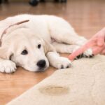 My Dog Breaks “Stay” After 2 Seconds — Why Can’t He Hold It?