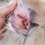 My Dog Always Gets Ear Infections — Here’s What You Might Be Doing Wrong