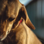 My Dog Gets Stressed When Visitors Come — Why Does This Happen?