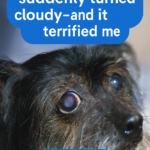 STR- Dog’s Eye Suddenly Cloudy — Is This an Emergency?