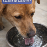 STR- Dog Always Thirsty — Could It Be Diabetes?