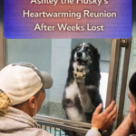 STR- A Miracle Journey: Ashley the Husky’s Heartwarming Reunion After Weeks Lost