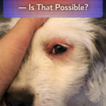 STR- My dog allergic to dust?