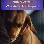 STR- My Dog Gets Stressed When Visitors Come — Why Does This Happen?