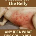Dog Has Red Patches on the Belly — Any Idea What This Could Be?