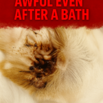 STR- My Dog Smells Awful Even After a Bath — Is It a Skin Problem?