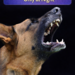 STR- Dog Becomes Aggressive Only at Night — What’s Going On?