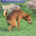 STR- My dog can’t pee—emergency?