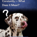 STR- Dog Licking the Air Constantly — What Does It Mean?