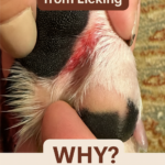 My Dog’s Paws Are Turning Brown from Licking — What Does It Mean?