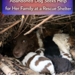 STR- A Mother’s Plea: Abandoned Dog Seeks Help for Her Family at a Rescue Shelter