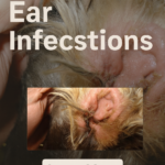 My Dog Always Gets Ear Infections — Here’s What You Might Be Doing Wrong