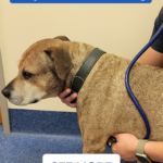 STR- My Dog’s Heart Beats Very Fast When Resting — Should I Be Concerned?