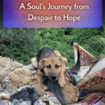 STR- The Cries in the Wilderness: A Soul’s Journey from Despair to Hope