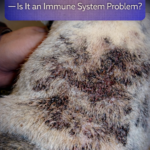 STR- Chronic Skin Infections in Dogs — Is It an Immune System Problem?