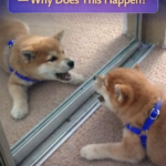 STR- Dog Barks at Reflections — Why Does This Happen?