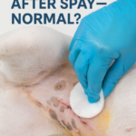 STR- Dog Shaking After Spay — Is This Normal or a Cause for Concern?