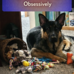 STR- My Dog Guards Toys Obsessively — Why Is This Happening?