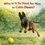 STR- My Dog Struggles With Impulse Control — Why Is It So Hard for Him to Calm Down?
