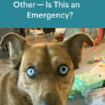 STR- One of My Dog’s Pupils Is Bigger Than the Other — Is This an Emergency?