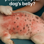 STORY- Are Red Bumps Appearing After Going Outside Normal for Dogs?