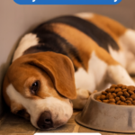 STR- My Dog Refuses Dry Food Suddenly — Should I Be Worried?