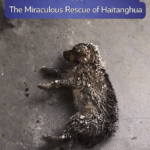 STR- From a Frozen Puppy to a New Life: The Miraculous Rescue of Haitanghua