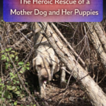 STR- Love in the Thorny Bushes: The Heroic Rescue of a Mother Dog and Her Puppies