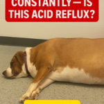 STR- My Dog Burps Constantly — Is It Acid Reflux or Something More Serious?